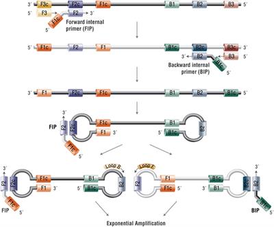 Loop-Mediated Isothermal Amplification Assay for Detecting Tumor Markers and Human Papillomavirus: Accuracy and Supplemental Diagnostic Value to Endovaginal MRI in Cervical Cancer